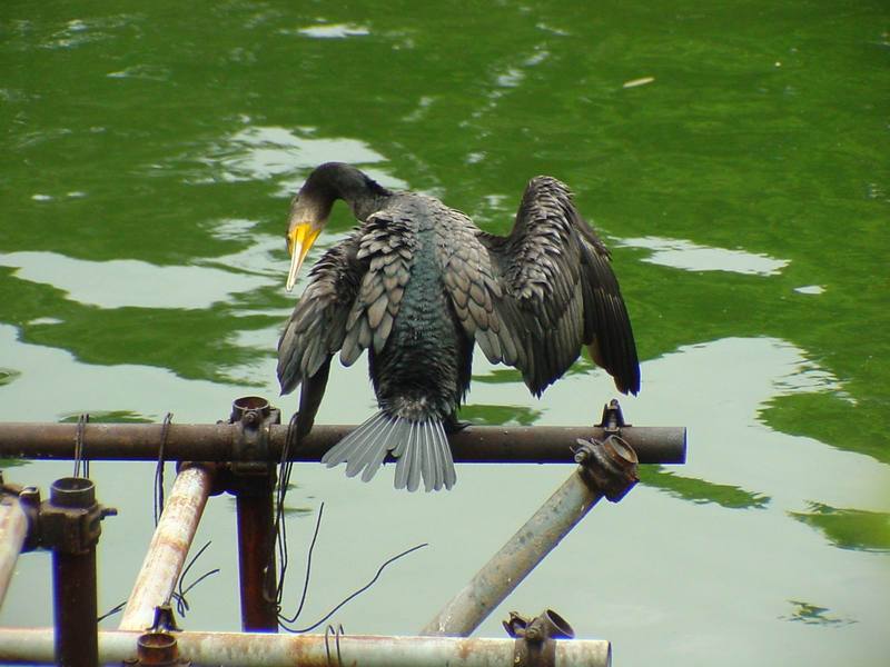 [Birds of Tokyo] Great Cormorant {!--민물가마우지/일본-->; DISPLAY FULL IMAGE.