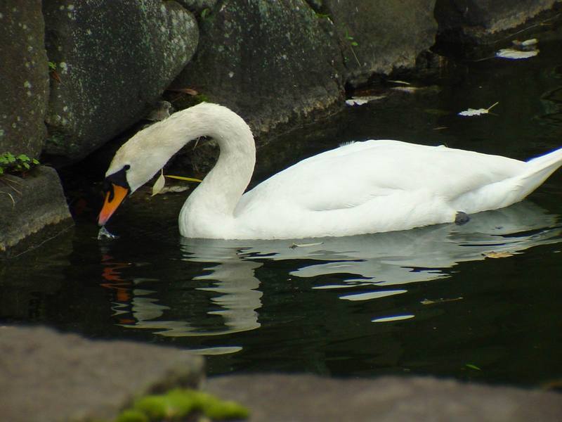 [Birds of Tokyo] Mute Swan {!--혹고니 / 백조-->; DISPLAY FULL IMAGE.