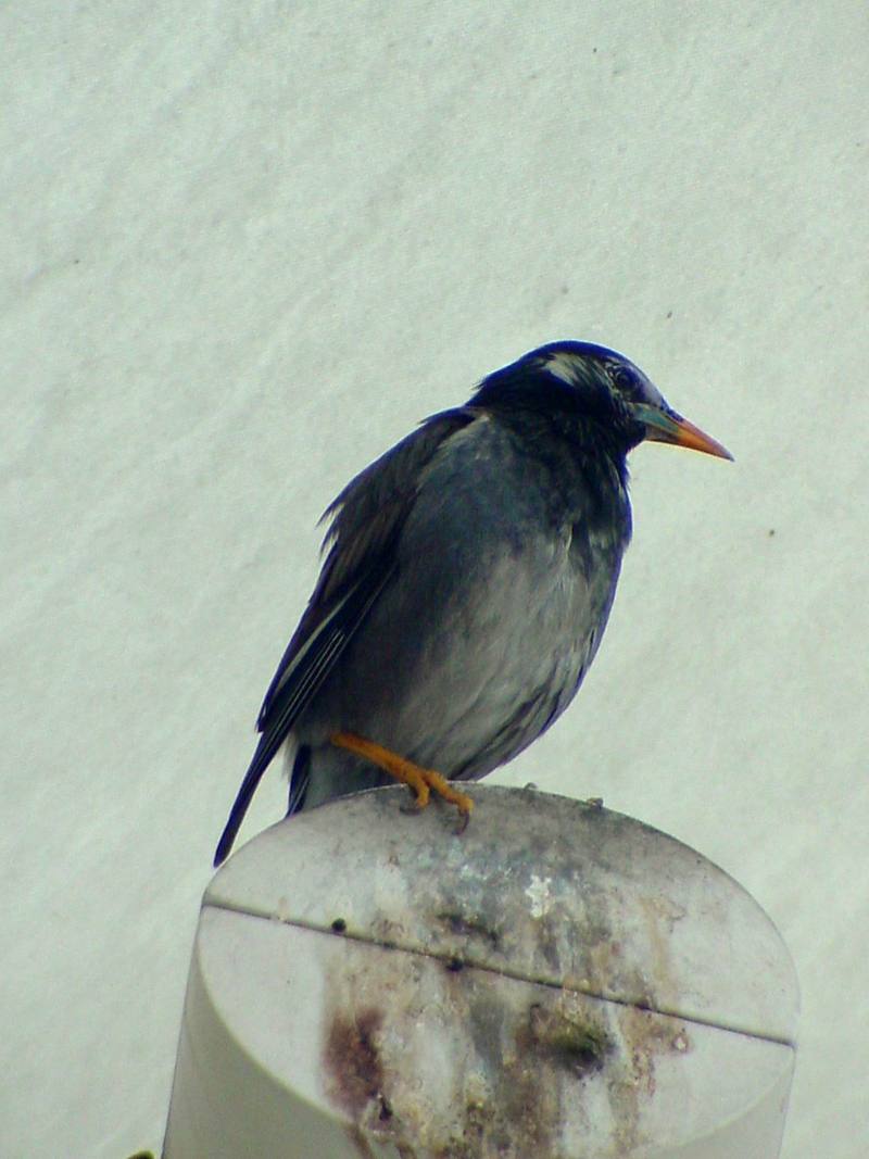 [Birds of Tokyo] Gray Starling {!--찌르레기 / 일본-->; DISPLAY FULL IMAGE.