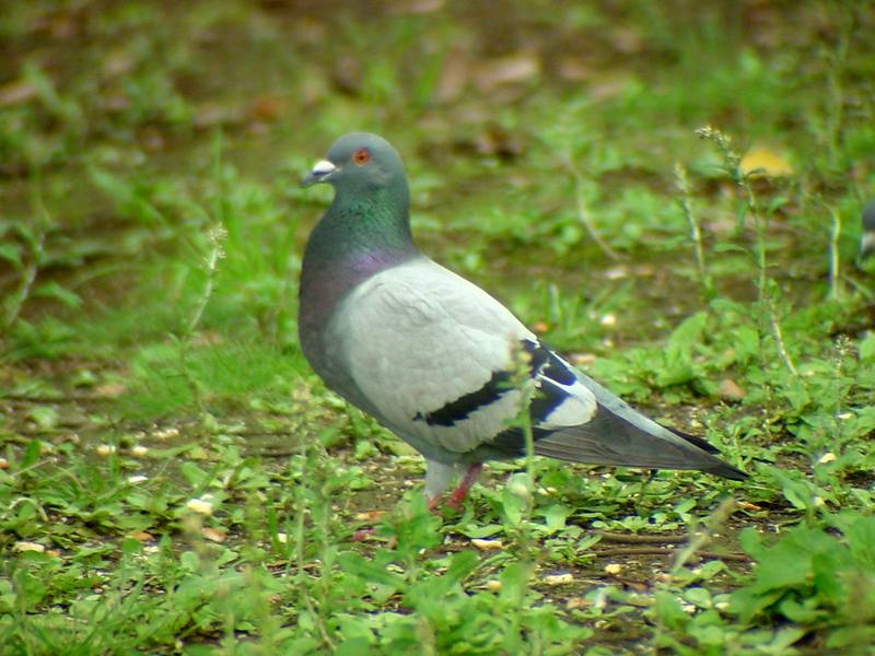 [Birds of Tokyo] Feral Pigeon {!--집비둘기 / 일본-->; DISPLAY FULL IMAGE.