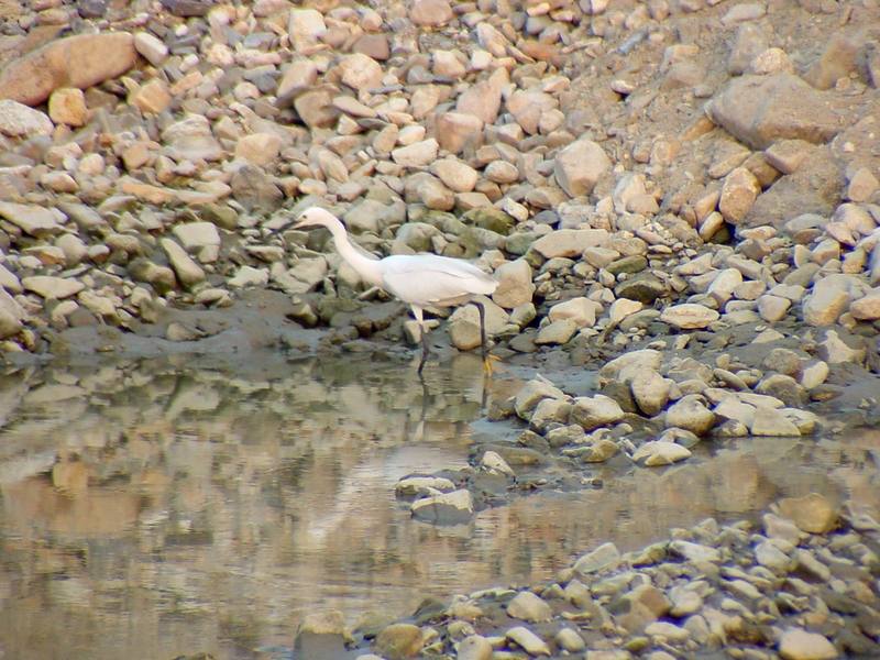 Little egret {!--쇠백로-->; DISPLAY FULL IMAGE.