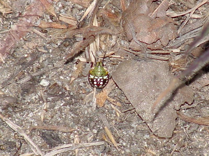 Larva of Far Eastern Green Stink Bug (Nezara antennata) {!--풀색노린재 애벌레-->; DISPLAY FULL IMAGE.