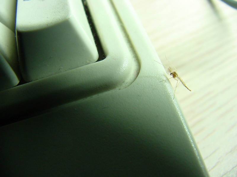 Small mayfly on my keyboard; DISPLAY FULL IMAGE.