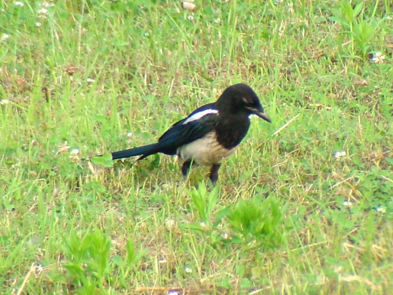 Black-billed Magpie on grass {!--까치-->; DISPLAY FULL IMAGE.