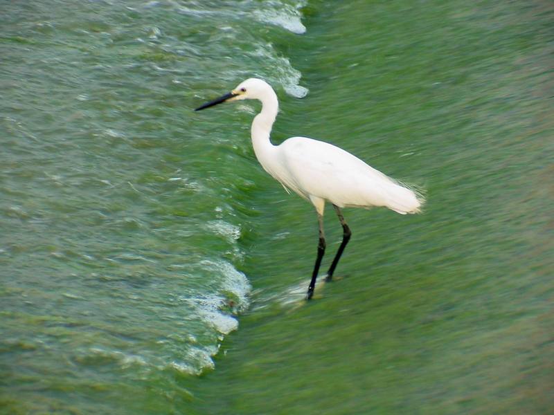 Little Egret {!--쇠백로-->; DISPLAY FULL IMAGE.