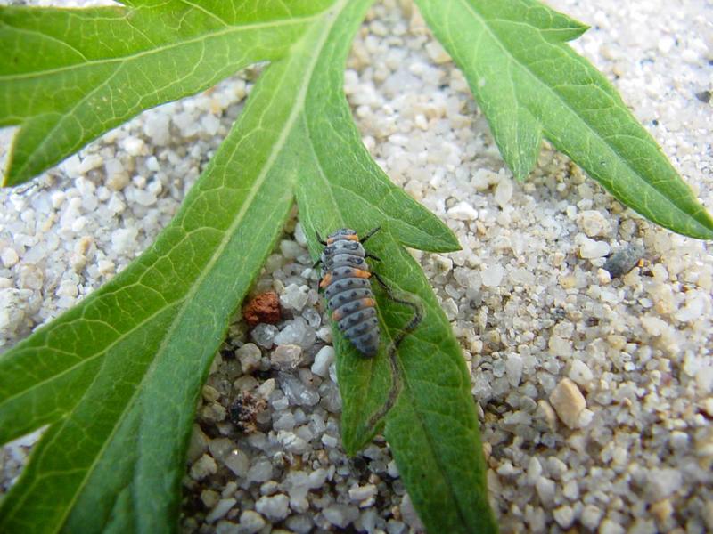 Ladybug larva {!--무당벌레 애벌레-->; DISPLAY FULL IMAGE.