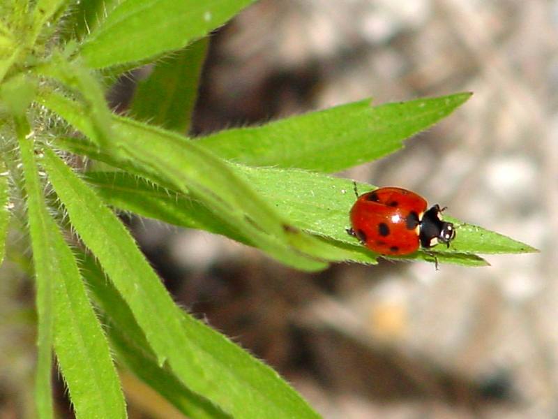 Seven-spotted Ladybug {!--칠성무당벌레-->; DISPLAY FULL IMAGE.