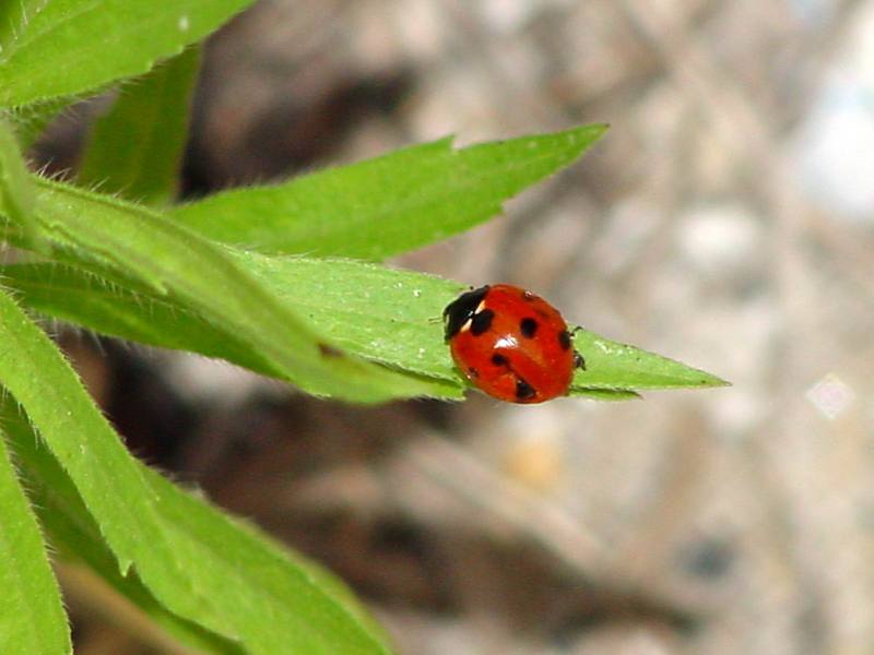 Seven-spotted Ladybug {!--칠성무당벌레-->; DISPLAY FULL IMAGE.