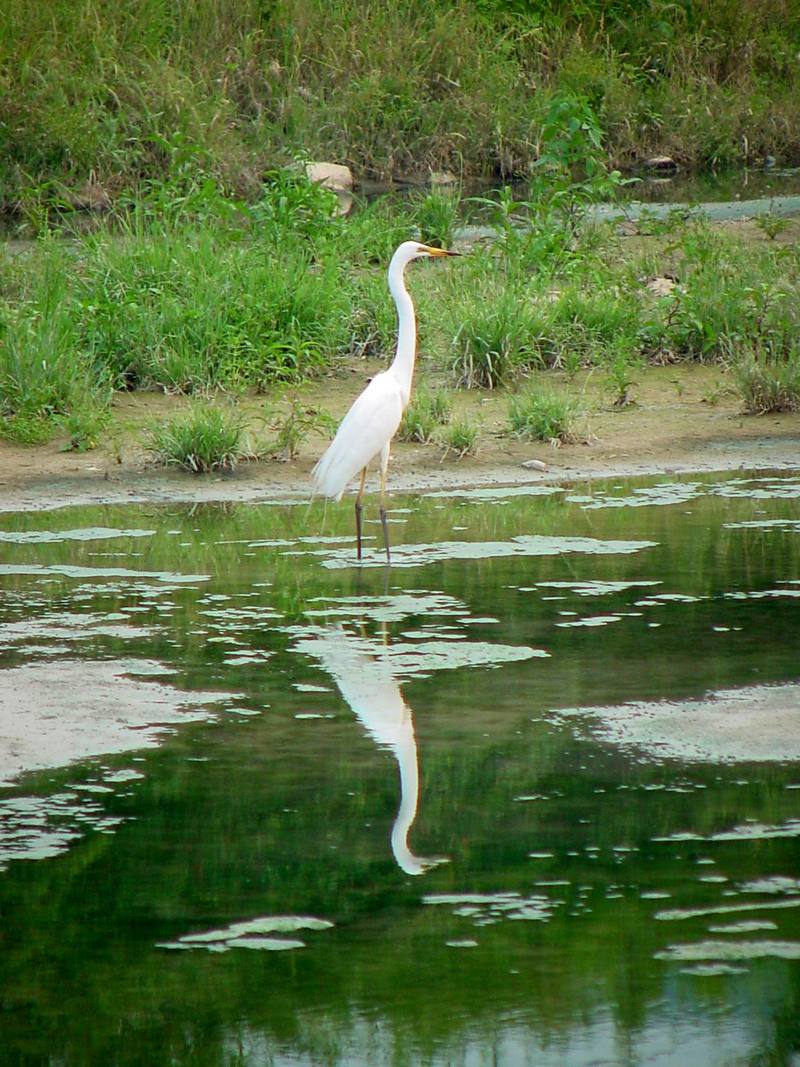 Great Egret {!--중대백로--> (Egretta alba modesta); DISPLAY FULL IMAGE.