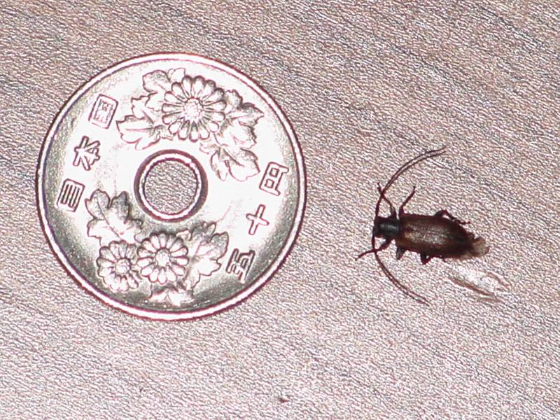 Bug with longicorn {!--벌레--> and Japanese coin (50yen); DISPLAY FULL IMAGE.