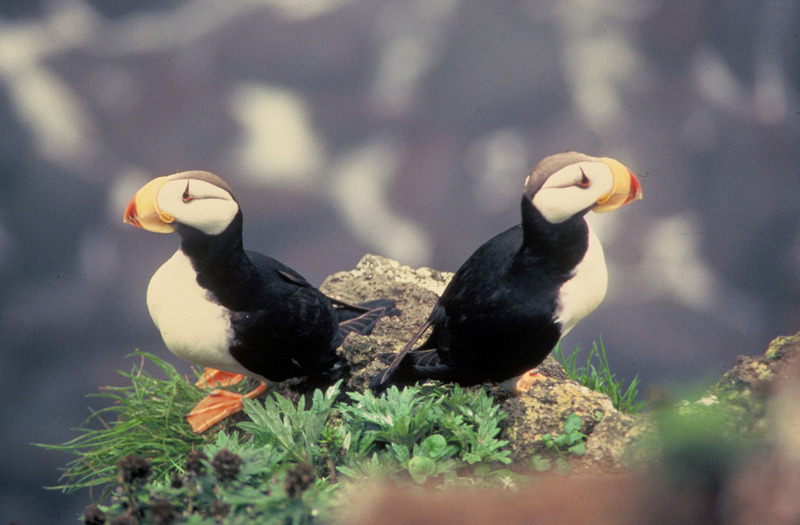 Horned Puffin Pair on Rocks {!--뿔퍼핀-->; DISPLAY FULL IMAGE.