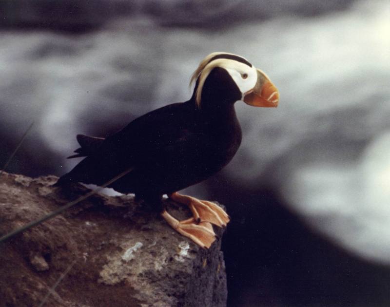 Tufted Puffin portrait {!--갈기퍼핀-->; DISPLAY FULL IMAGE.