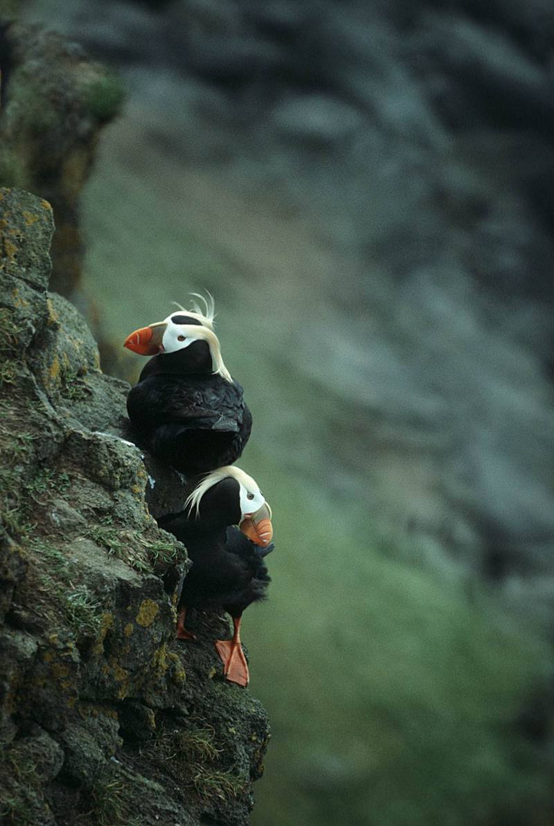 Tufted Puffin pair {!--갈기퍼핀-->; DISPLAY FULL IMAGE.