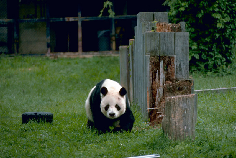 Giant Panda (Ailuropoda melanoleuca){!--팬더-->; DISPLAY FULL IMAGE.