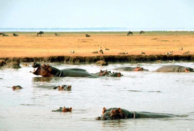 East African Hippopotamus {!--웅덩이의 하마 무리-->; DISPLAY FULL IMAGE.
