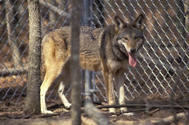 Red Wolf (Canis rufus) {!--붉은늑대--> - Alligator River National Wildlife Refuge; DISPLAY FULL IMAGE.