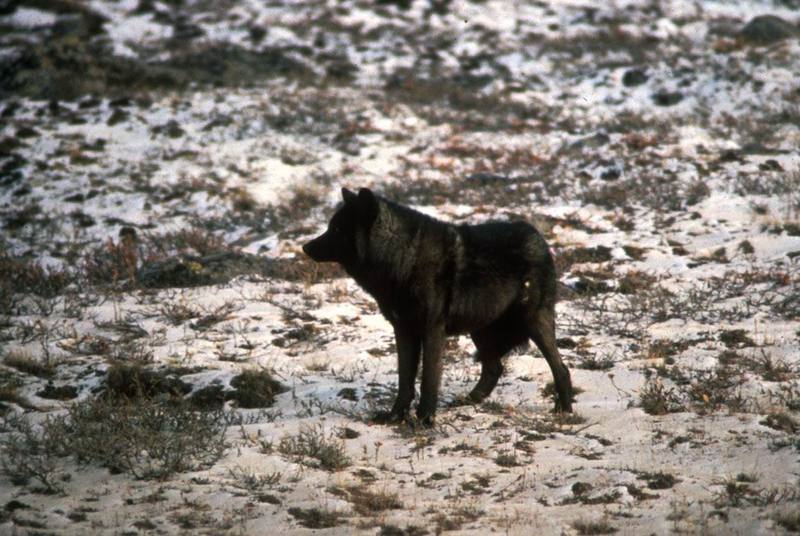 Gray Wolf (Canis lufus) {!--회색늑대--> - black wolf, Alaska; DISPLAY FULL IMAGE.