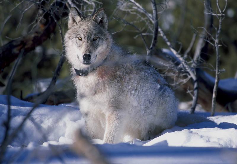 Gray Wolf (Canis lufus) {!--회색늑대--> - Yellowstone National Park; DISPLAY FULL IMAGE.