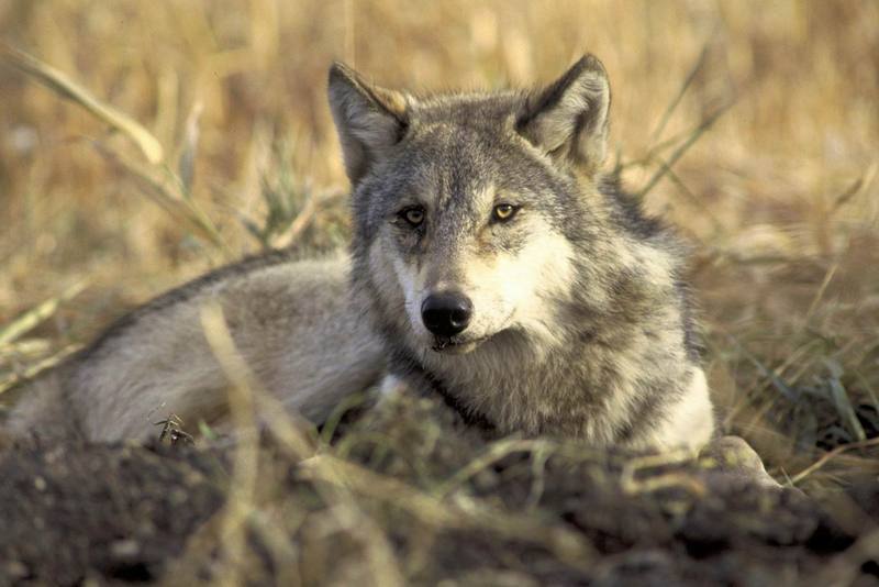 Gray Wolf (Canis lufus) {!--회색늑대--> - Agassiz National Wildlife Refuge; DISPLAY FULL IMAGE.