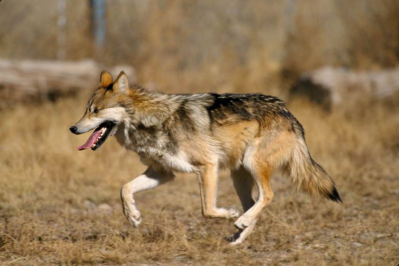 Mexican Wolf (Canis lupis baileyi) {!--멕시코늑대--> - Sevilleta National Wildlife Refuge; DISPLAY FULL IMAGE.