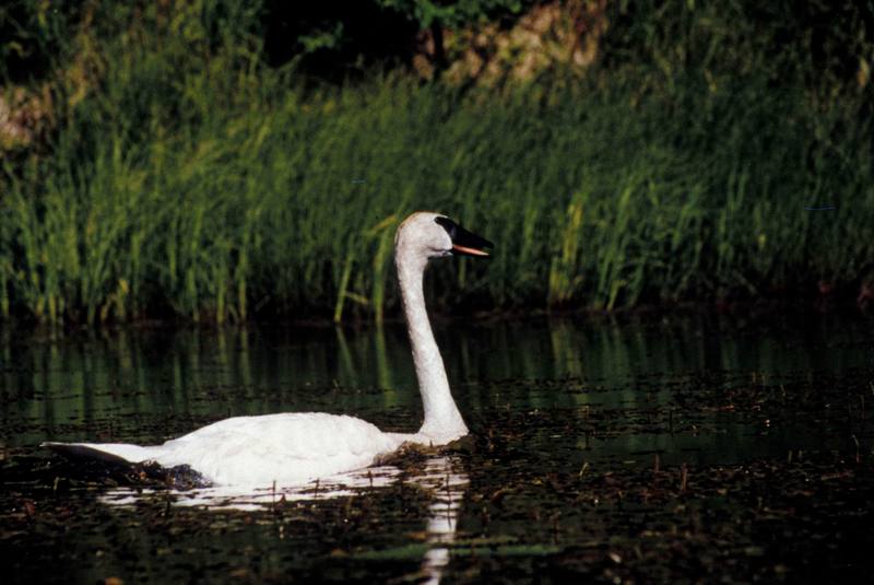 Trumpeter Swan {!--나팔수큰고니--> - Innoko National Wildlife Refuge; DISPLAY FULL IMAGE.
