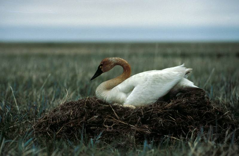 Tundra Swan {!--고니--> on nest - Alaska; DISPLAY FULL IMAGE.