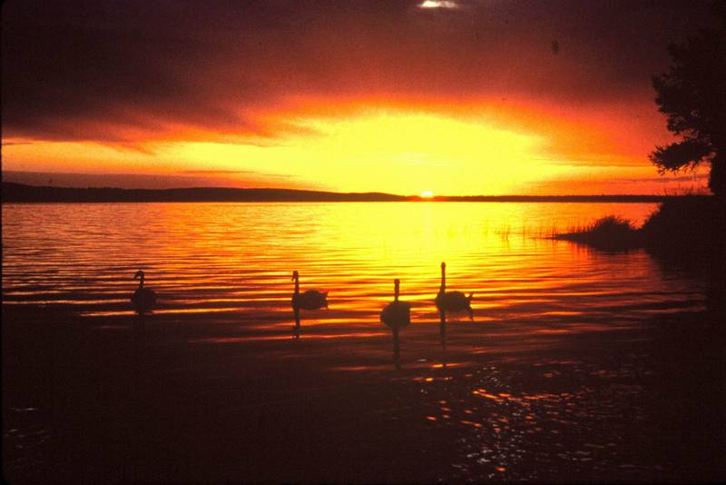 Sunset and Swans {!--석양의 백조 무리-->; DISPLAY FULL IMAGE.