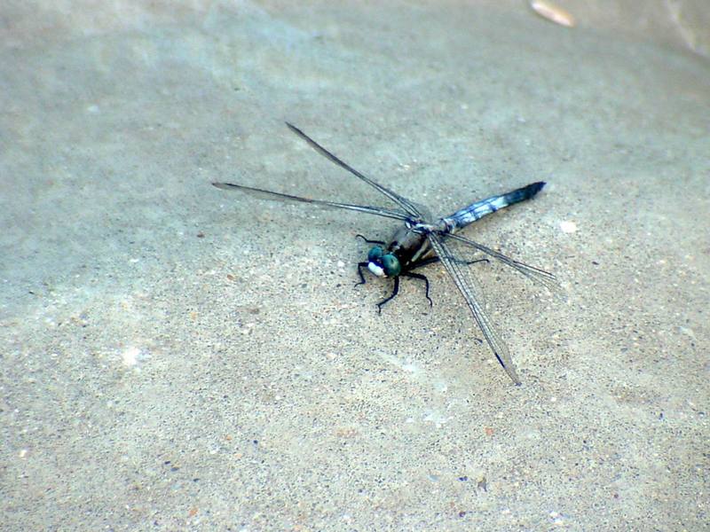 Dragonfly (Lyriothemis pachygastra - not sure){!--아마도 배치레잠자리?-->; DISPLAY FULL IMAGE.
