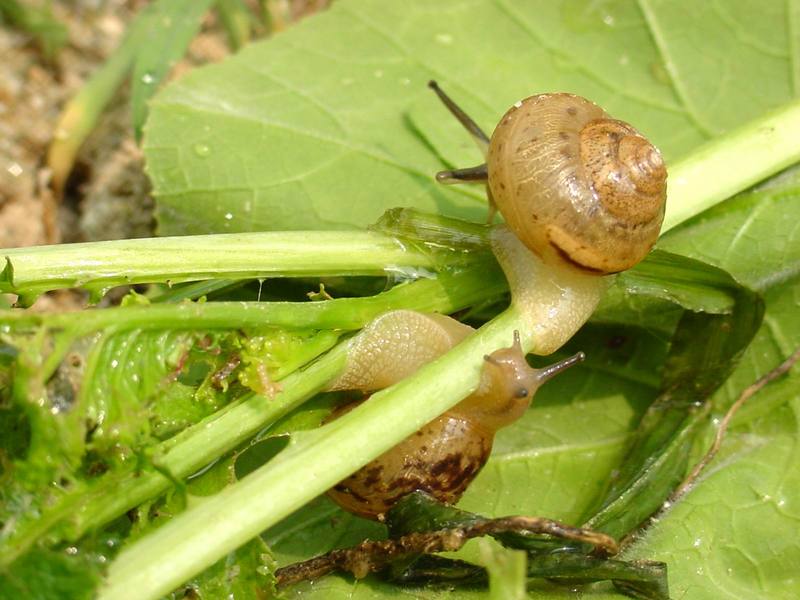 Korean Round Snails {!--달팽이--> at my family farm; DISPLAY FULL IMAGE.