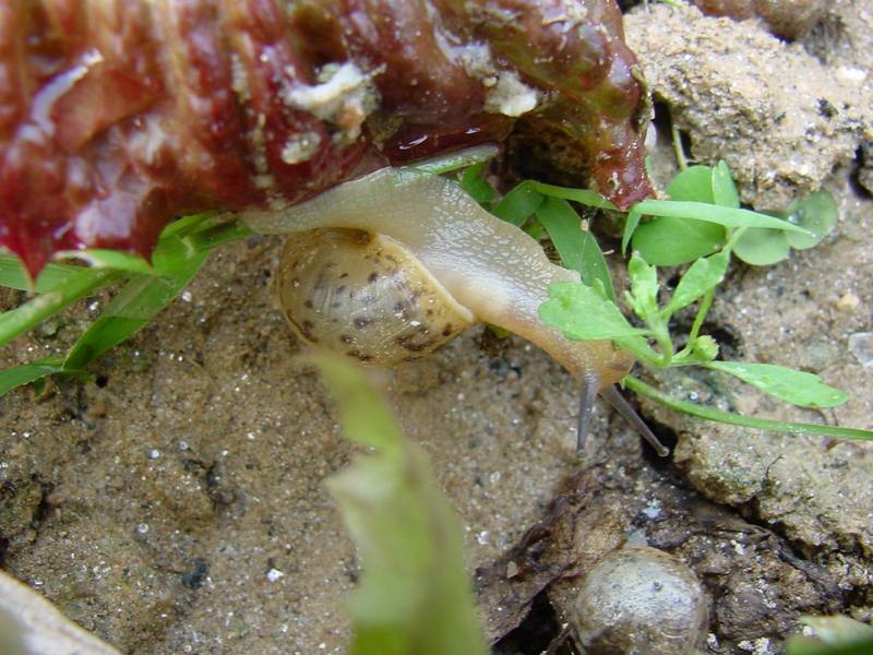Korean Round Snail {!--달팽이--> at my family farm; DISPLAY FULL IMAGE.