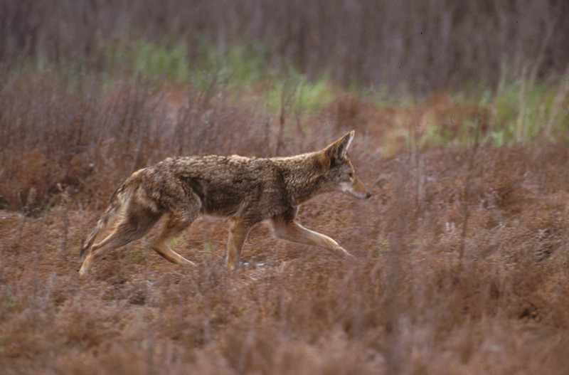 Coyote (Canis latrans) {!--코요테--> - San Luis National Wildlife Refuge; DISPLAY FULL IMAGE.