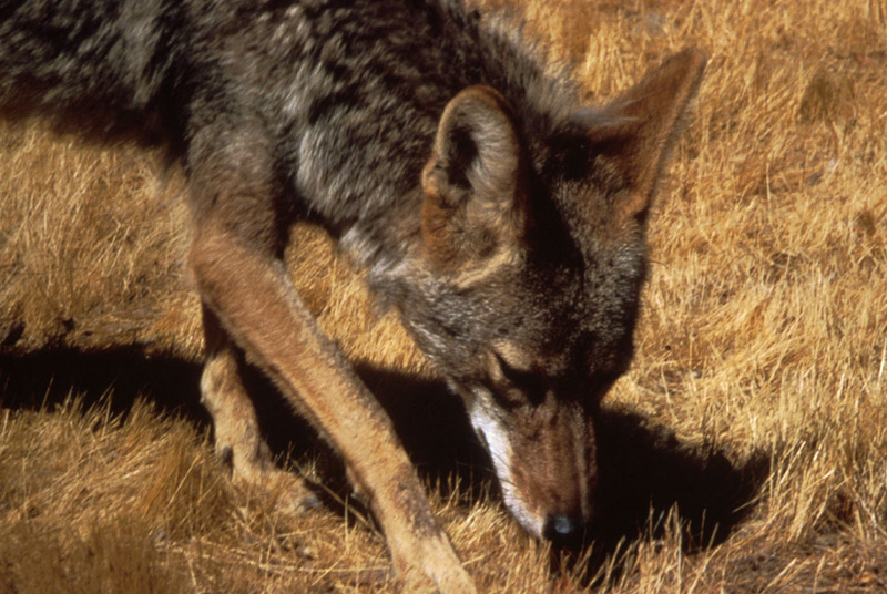 Coyote (Canis latrans) {!--코요테-->; DISPLAY FULL IMAGE.