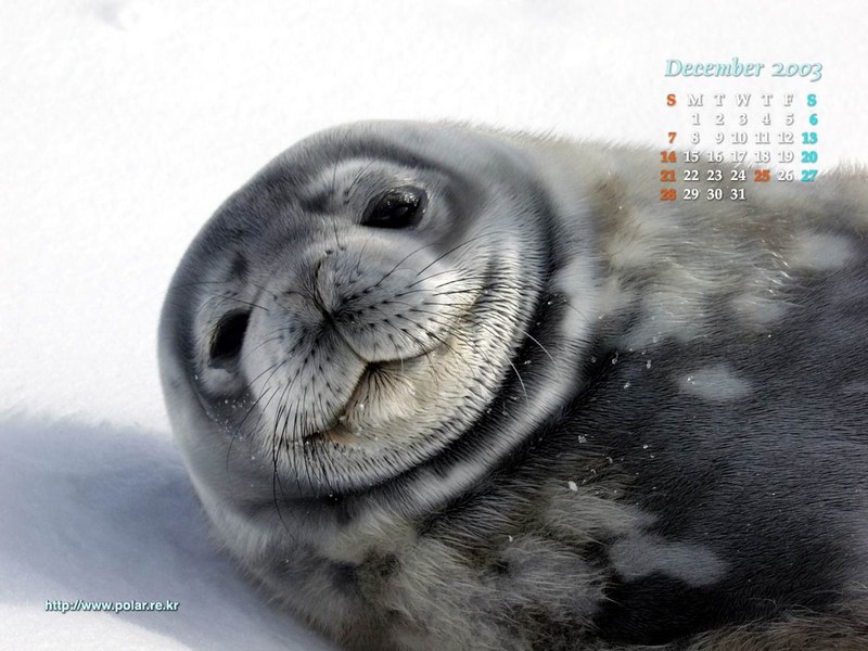 KOPRI Calendar 2003.12: Weddell Seal cub; DISPLAY FULL IMAGE.