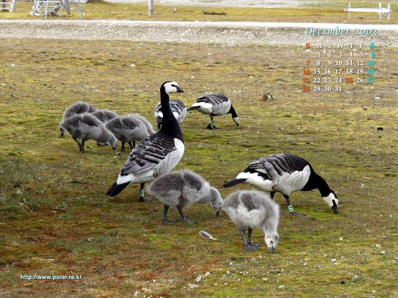 KOPRI Calendar 2003.12: Barnacle Goose family; DISPLAY FULL IMAGE.