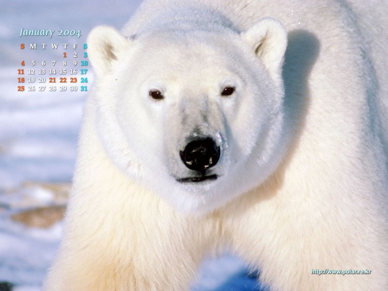 KOPRI Calendar 2004.01: Polar Bear (Ursus maritimus); DISPLAY FULL IMAGE.