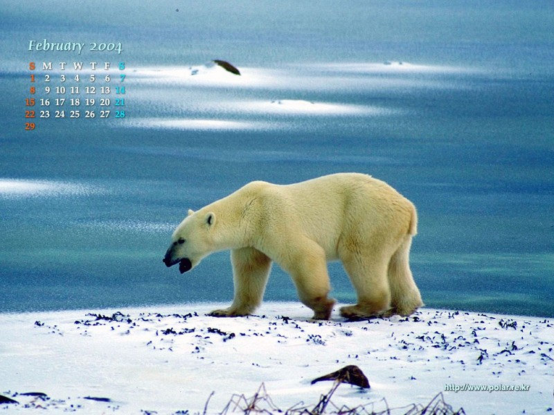 KOPRI Calendar 2004.02: Polar Bear (Ursus maritimus); DISPLAY FULL IMAGE.