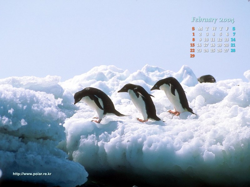 KOPRI Calendar 2004.02: Adelie Penguins (Pygoscelis adeliae); DISPLAY FULL IMAGE.