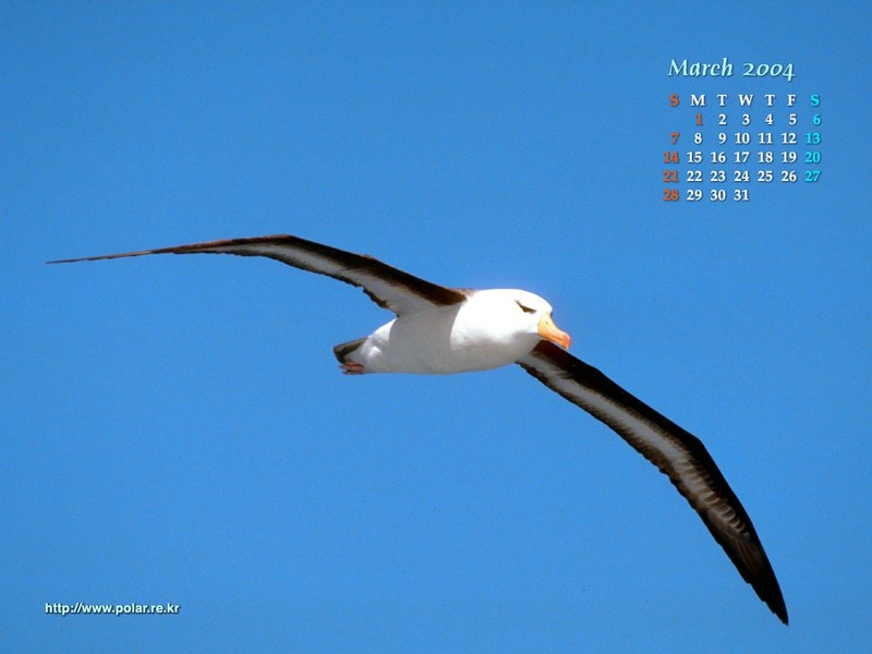 KOPRI Calendar 2004.03: Black-browed albatross (Diomedea melanophrys) in flight; DISPLAY FULL IMAGE.