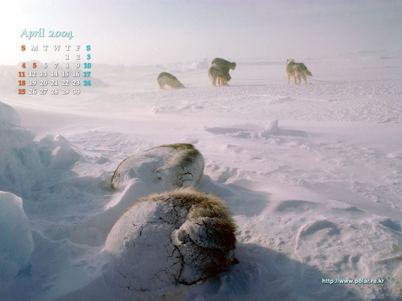 KOPRI Calendar 2004.04: Eskimo and sleeping Sled Dogs; DISPLAY FULL IMAGE.