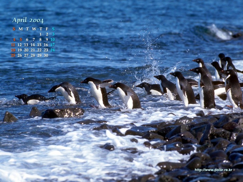 KOPRI Calendar 2004.04: Adelie Penguin (Pygoscelis adeliae) flock; DISPLAY FULL IMAGE.