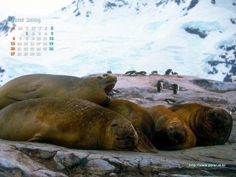 KOPRI Calendar 2004.06: Southern Elephant Seals (Mirounga leonina); DISPLAY FULL IMAGE.