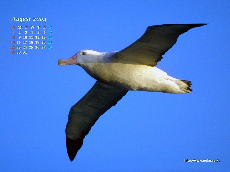 KOPRI Calendar 2004.08: Wandering Albatross (Diomedea exulans) in flight; DISPLAY FULL IMAGE.