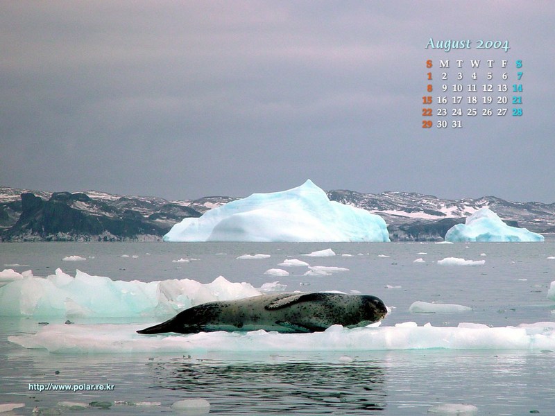 KOPRI Calendar 2004.08: Weddell Seal (Leptonychotes weddelli) resting on iceberg; DISPLAY FULL IMAGE.