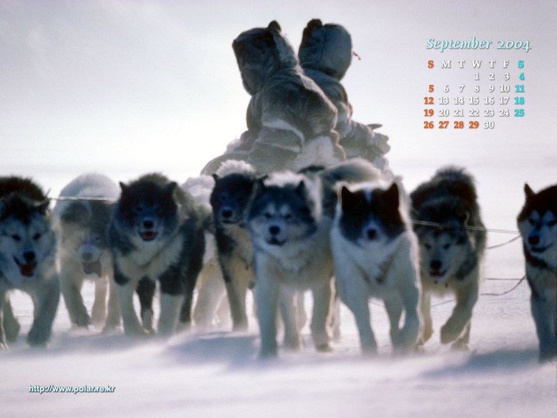 KOPRI Calendar 2004.09: Eskimo and Sled Dogs; DISPLAY FULL IMAGE.