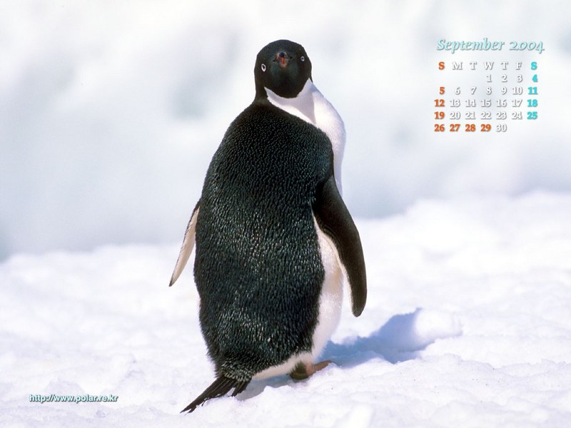 KOPRI Calendar 2004.09: Adelie Penguin (Pygoscelis adeliae); DISPLAY FULL IMAGE.