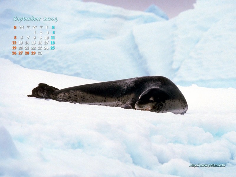 KOPRI Calendar 2004.09: Leopard Seal (Hydrurga leptonyx); DISPLAY FULL IMAGE.