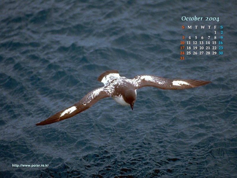 KOPRI Calendar 2004.10: Cape Petrel (Daption capense) in flight; DISPLAY FULL IMAGE.