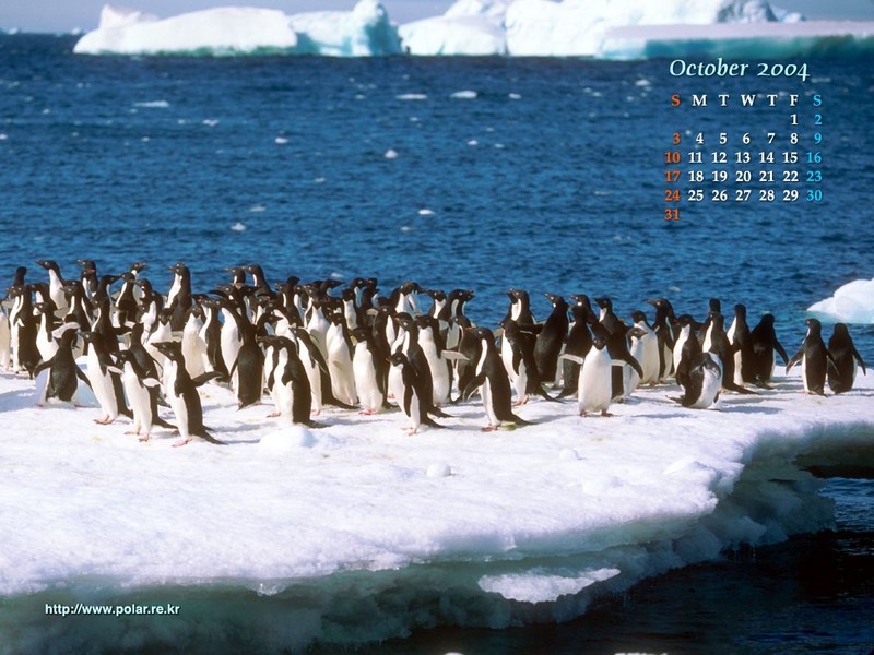 KOPRI Calendar 2004.10: Adelie Pentuins on iceberg; DISPLAY FULL IMAGE.