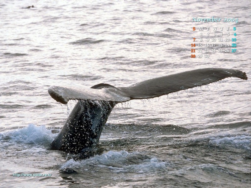 KOPRI Calendar 2004.11: Humpback Whale (Megaptera novaeangliae) fluke; DISPLAY FULL IMAGE.