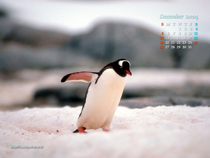 KOPRI Calendar 2004.12: Gentoo Penguin (Pygoscelis papua); DISPLAY FULL IMAGE.